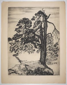 Pinus Svecica – Guido Balsamo Stella – 1915