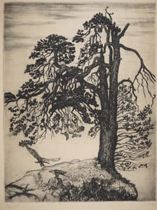 Pinus Svecica – Guido Balsamo Stella – 1915