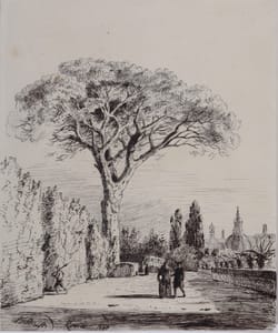Jacob George Strutt – Pino nei giardini di Casa Colonna, Roma – Disegno china su carta