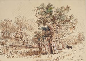 Oaks near Colchester on the road to Abberton – Jacob George Strutt – 1831 – Jacob Georg Strutt, Oak, ink, drawing, watercolor 1
