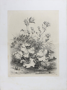 Wild and spontaneous flora – Eugene Stanislas Alexandre Blery – 1866 – Eugene Stanislas Alexandre Blery etching